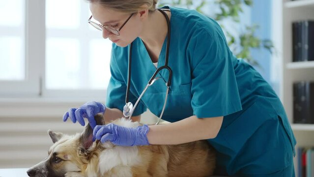 Female vet checking corgi dog ears for infection, visit to veterinary clinic