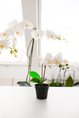 beautiful white orchid flowers in a vase on the table against the background of the window in the interior	