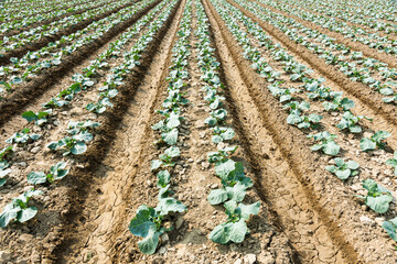 Seedlings of cauliflower are growing in the field in Taiwan.