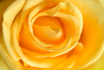 Yellow rose flower with shallow depth of field. Petal cone. concentric circle.	