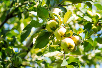Young green apples close-up on a branch