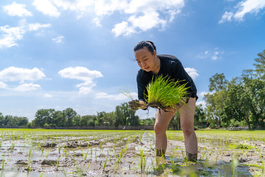 Amateur Asian man tests and tries to transplant rice seedlings in paddy rice field in the open sky day.