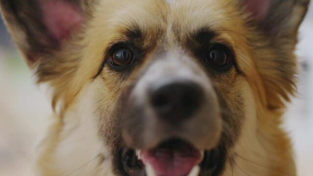 Close-up of adorable welsh corgi dog barking, fluffy small friend, pet behavior