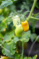 Growing yellow plum-shaped tomato, blooming, ripening of tomatoes.