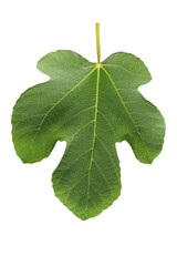 Fig  (Ficus carica) leaf isolated on transparent background - 529821600