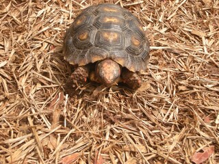 Chelonoidis carbonaria, also known by the names: (Jabuti,jaboti, jabotim) are exclusively terrestrial, native to South America.