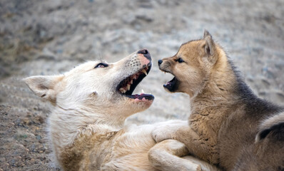 Greenland dog mother pla¥ing with its cub Ilulissat, Western Greenland. The breed is considered as...