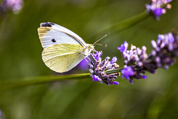 Schmetterling kleiner Kohlweißling auf dem Lavendel