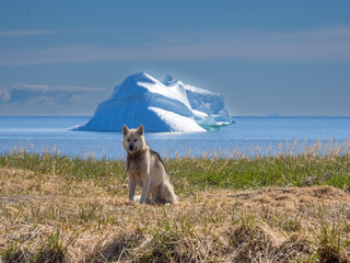 Greenland Dog in the iceberg-lined beaches of Qeqertarsuaq, Disko Island, Western Greenland
