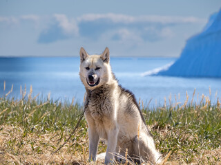 Greenland Dog in the iceberg-lined beaches of Qeqertarsuaq, Disko Island, Western Greenland