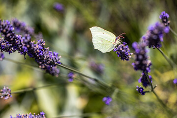 Schmetterling kleiner Kohlweißling auf dem Lavendel