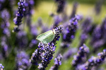 Schmetterling kleiner Kohlweißling auf dem Lavendel