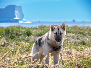 Greenland Dog in the iceberg-lined beaches of Qeqertarsuaq, Disko Island, Western Greenland