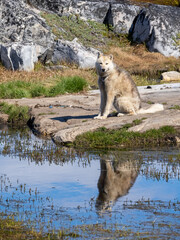 Ominpresent Greenland Dogs in  the settlement of Qeqertarsuaq, Disko Island, Western Greenland. The breed is strictly protected north of the arctic circle