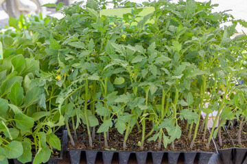 Young bushes of tomato seedlings in trays are for sale at a street market. Close-up