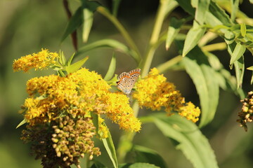 Farfalla posata su fiore.