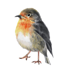 Hand drawn watercolor bird robin