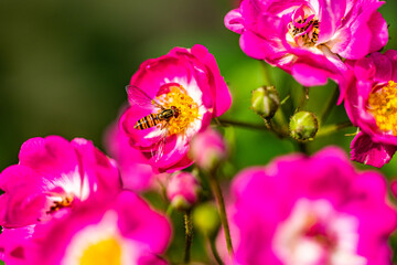 Fototapeta na wymiar Fleißiger Bienenhonig, der Honig sammelt