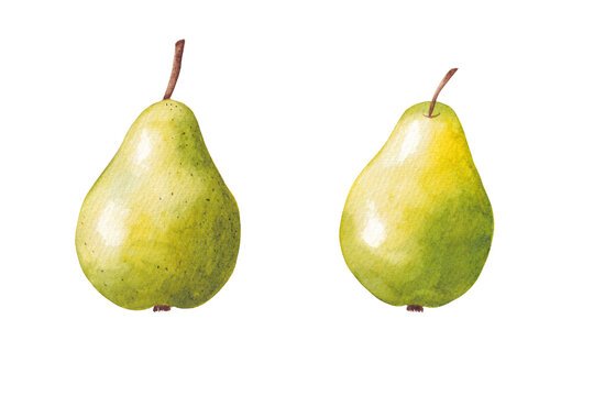 Green-yellow pears painted in watercolor, isolated on a white background.