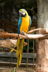 Macaw is a bird that is popular as a pet because it has beautiful colors and can be trained to speak.