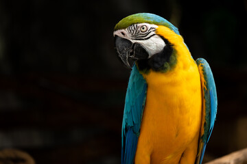 Macaw is a bird that is popular as a pet because it has beautiful colors and can be trained to speak.