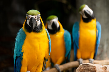 Macaw is a bird that is popular as a pet because it has beautiful colors and can be trained to speak.