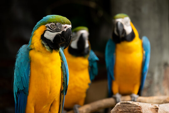 Macaw is a bird that is popular as a pet because it has beautiful colors and can be trained to speak.