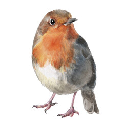 Hand drawn watercolor bird robin