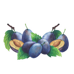 Set of watercolor plum tree branches with green leaves and fruits.