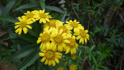Faujasia salicifolia ou chasse-vieillesse