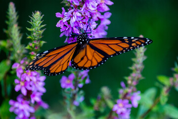 Close Up of butterfly on flower