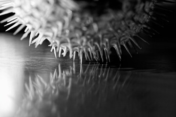 Grayscale closeup shot of details on a pufferfish