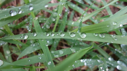 Perles de rosée