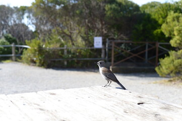 A friendly wild bird