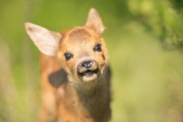 Little cute roe deer walks among the bushes on a green field and waits for the mother. A lone roe deer peeks curiously out of the bushes in a meadow in mid-spring