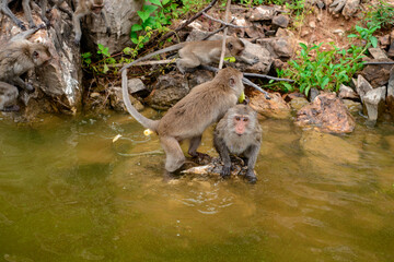 The monkey is walking and eating on the rock at reservior.