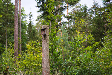 Birdhouse for nesting in the forest
