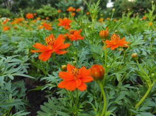 Cosmos sulphureus or sulfur kenikir blooms on a blurred background