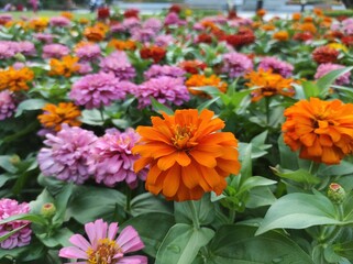 Common Zinnia or Zinnia elegans is one of the most famous flowering annuals of the genus Zinia