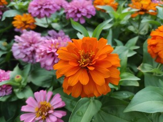 Common Zinnia or Zinnia elegans is one of the most famous flowering annuals of the genus Zinia