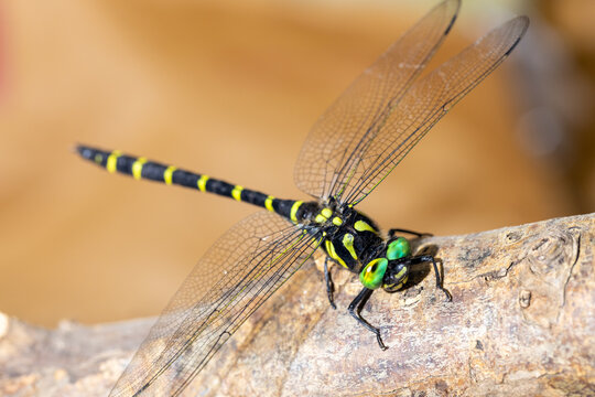 Anotogaster Sieboldii
