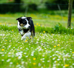 Border collie in summer meadow
