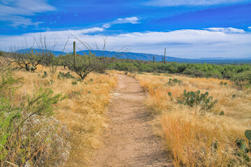 Nature trail at Sabino Canyon State Park in Tucson, Arizona