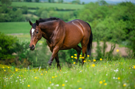 Bay horse eating in summer paddock