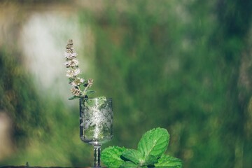 A blooming sprig of mint in a transparent glass