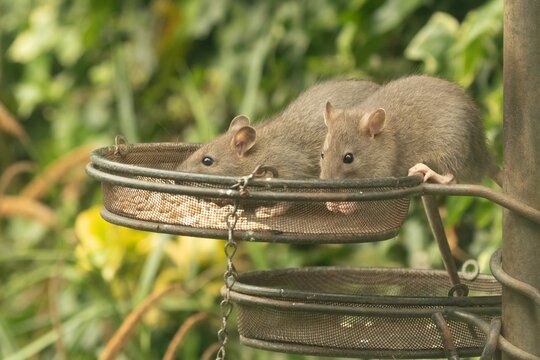 Brown rats, Rattus norvegicus, eating sunflower seeds from bird feeders