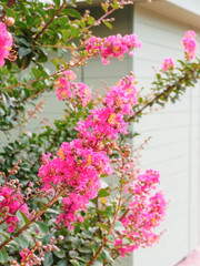 pink flowers of lagerstroemia indica near the garden house