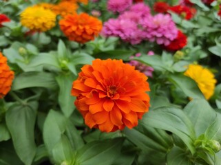 Common Zinnia or Zinnia elegans is one of the most famous flowering annuals of the genus Zinia