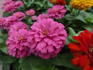 Common Zinnia or Zinnia elegans is one of the most famous flowering annuals of the genus Zinia