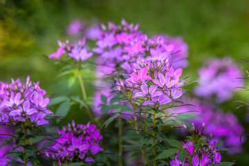 Obraz premium Springtime Pictures
